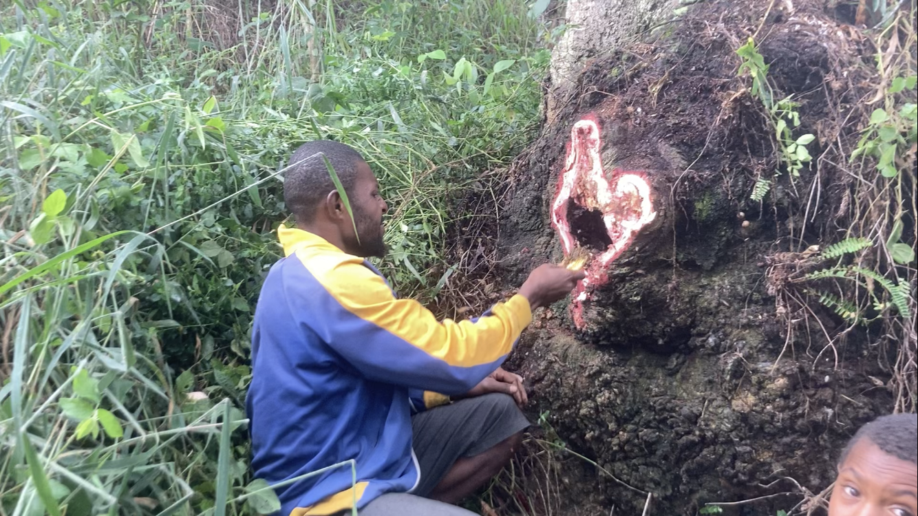 Our friend Kerenga getting wild honey