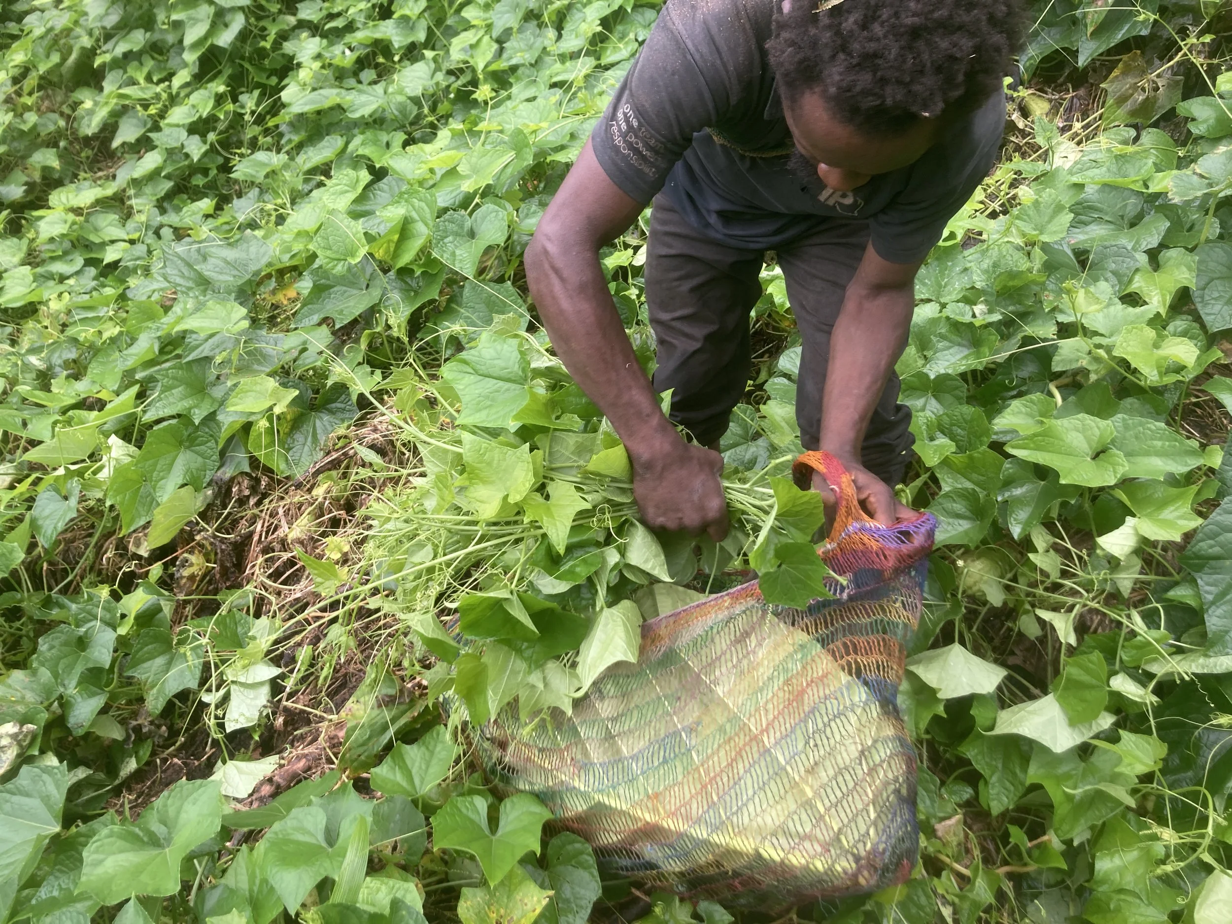 Denise fulling a bag with greens to eat