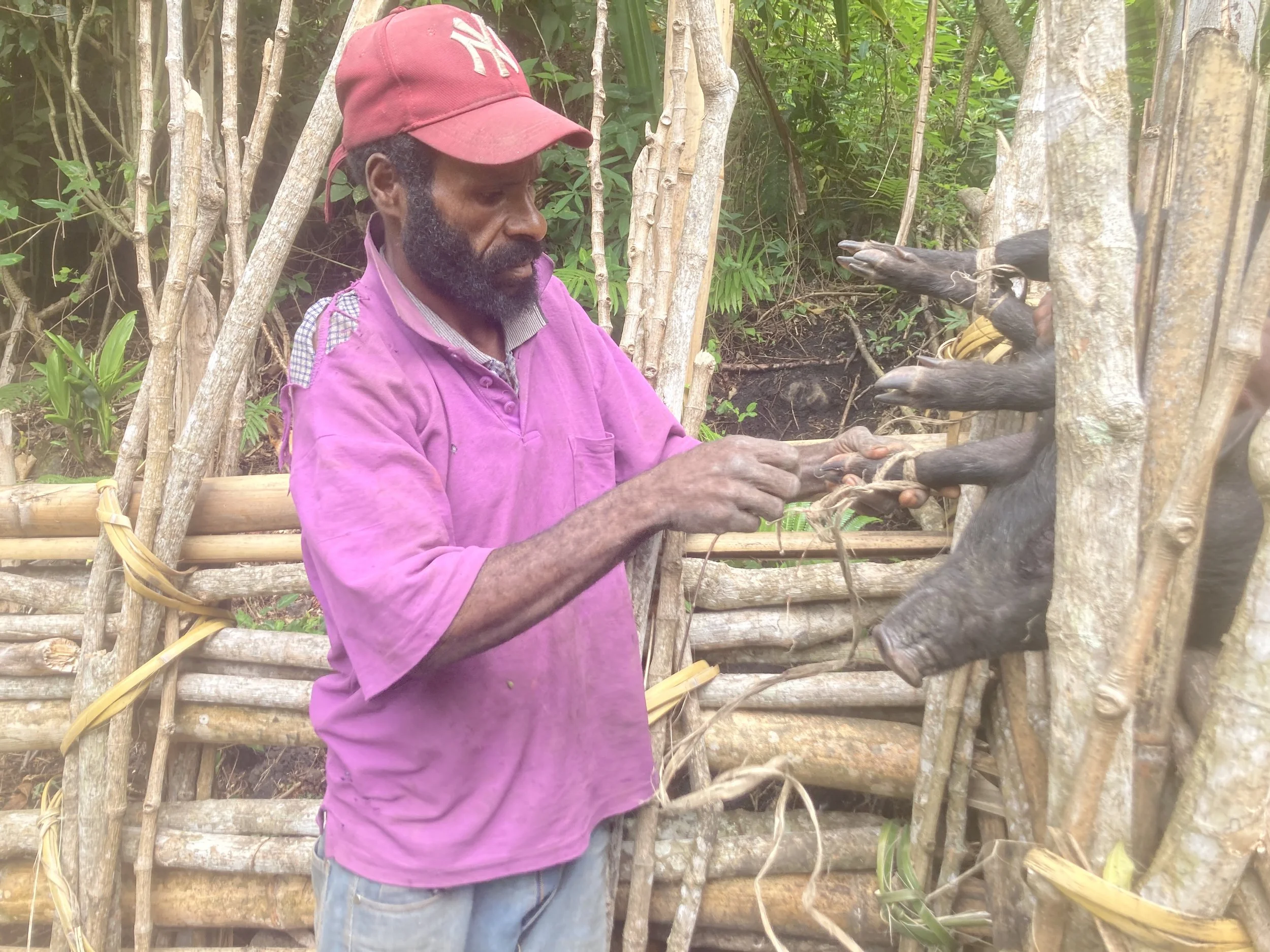 Kome untying his pig