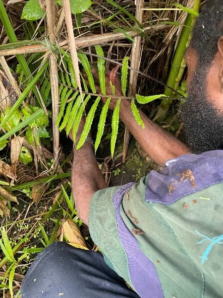 Setting a pig trap