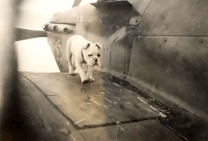 As a young puppy, King walks the wing of a 135 Squadron Hurricane at Mossbank. Note the bulldog logo on the nose of the aircraft. Photo from G. Lawson Collection via Atlantic Aviation Museum