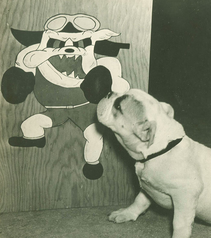 King, one of 135 Squadron's two live British bulldog mascots for 135 Squadron, sniffs out the competition, a colourful recreation of the Bull Dog emblem in plywood. Jerry Vernon quotes the squadron diary which, on August 5th, 1942 read, “The Squadro…