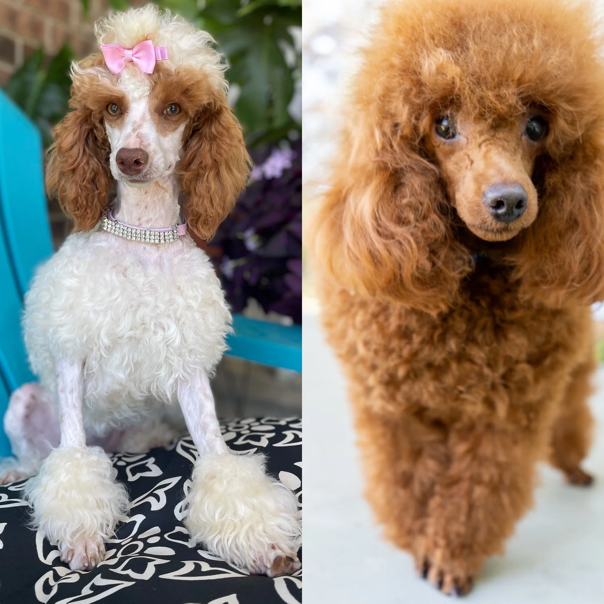 Toy Poodle Puppies Kentucky Wow Blog