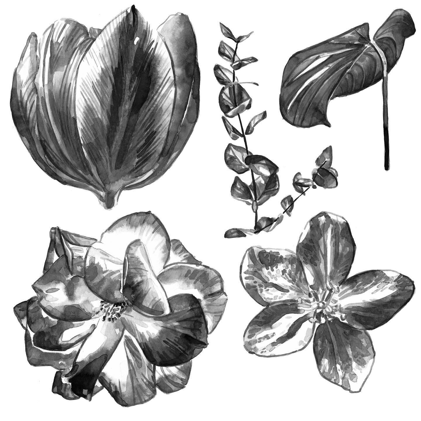 Here are a few ink botanicals from the UC San Diego Extended Studies course Playing with Pen and Ink. Ink wash is a lot like watercolor in the expression of interesting effects and gradual layering of tones, which is why I enjoy using it!

#inkart #i