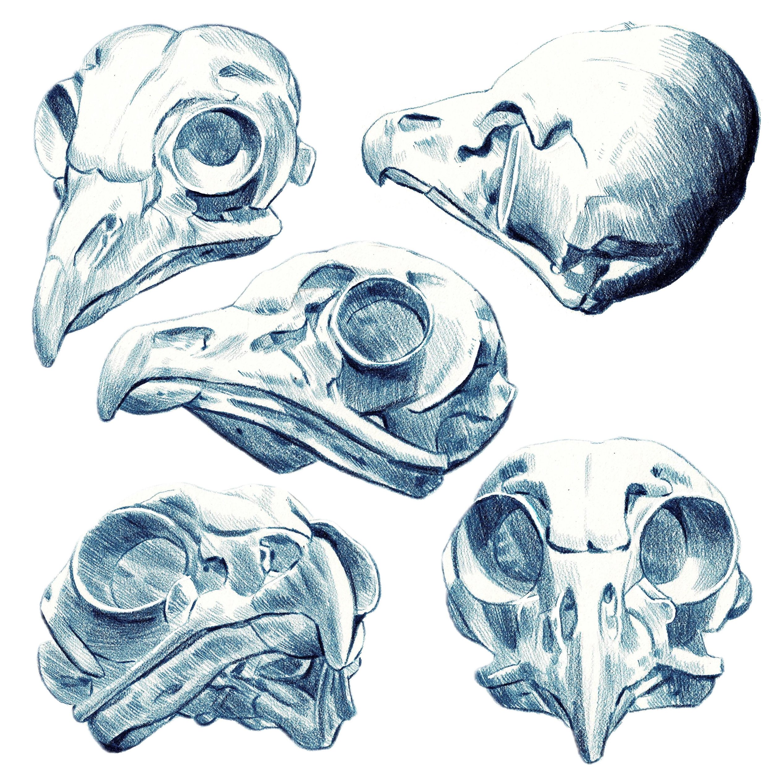Working in a series is a great way to explore the same subject. I learn so much when I explore multiple angles!

I practiced with a 3D owl skull model and used an Indigo Blue Prismacolor Pencil to develop shadows. I focused on the consistency of line