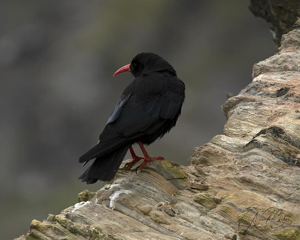 Red Legged Jackdaw

#c&aacute;gcosdearg #chough #pyrrhocoraxpyrrhocorax #crows #redbeak #redleggedjackdaw #jackdaw #crow #wildlifephotographer #wildbirdsofireland #wildbirdsofinstagram #wildlifeireland #wildlifelovers #irishwildlifephotos #irishwildl