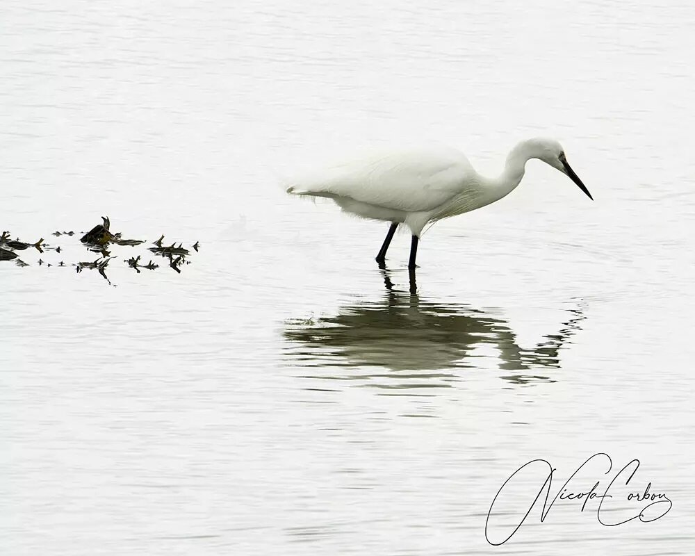 Little Egret

#littleegret #&eacute;igritbheag #egrettagarzetta #cormorant #timoleague #cork #ireland #birds #birdphotography #wildlifephotographer #wildbirdsofireland #wildlifephotography #wildlife #wildlifeplanet #irishwildlifephotography #irishwil