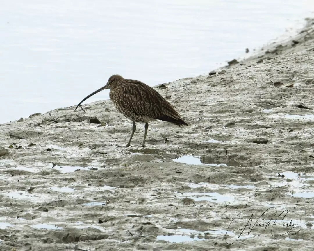 Eurasian Curlew

#eurasiancurlew #curlew #wildlifeireland #wildlifeireland #wildbirdsofinstagram #wildandfree #wildbirds #wildlifephotographer #wildlifephotography #wildlifephoto #irishwildlifephotos #irishwildlifephotography #irishwildlife #irishwil