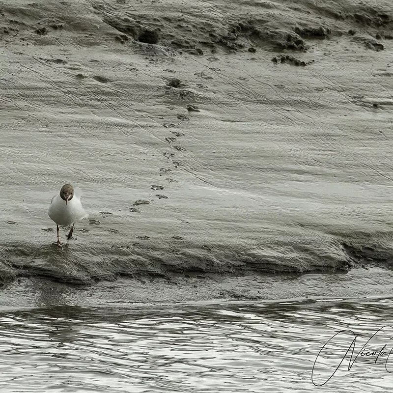 Black Headed Gull

#blackheadedgull #sl&eacute;ibh&iacute;n #larusridibundus #hoodedgullsofinstagram #hoodedgulls #wildlifeireland #wildbirdsofinstagram #wildbirdsphotography #wildandfree #wildbirds #irishwildlifephotos #irishwildbirds #timoleague #t