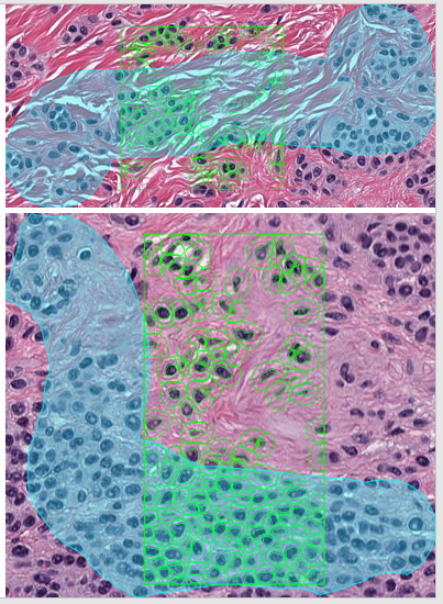 Exporting images from QuPath — Image Scientist