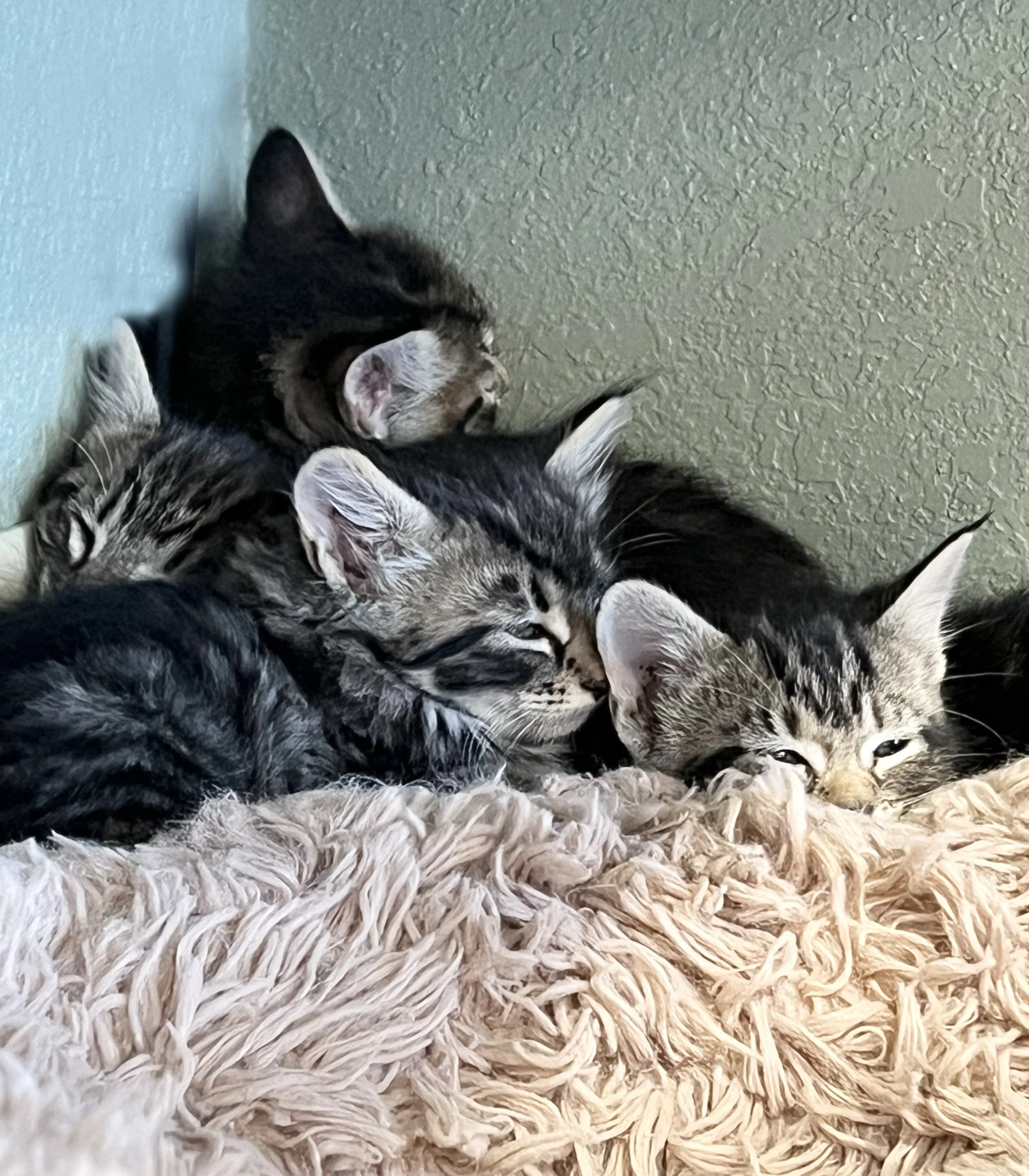 Atlas, Cosmos, Kai, & Blue