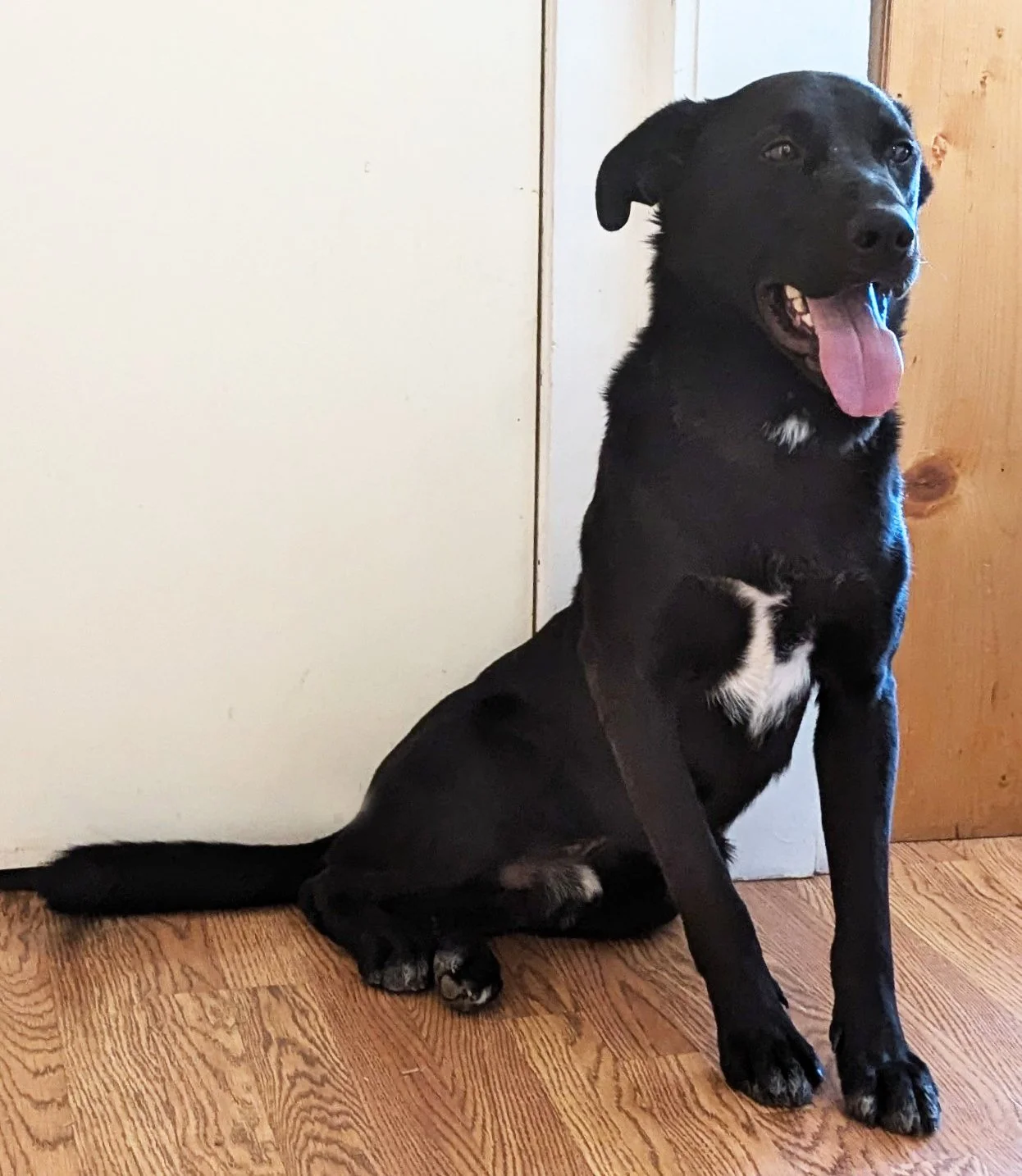 Nico ~ Male ~ 1.5 Years ~ Large