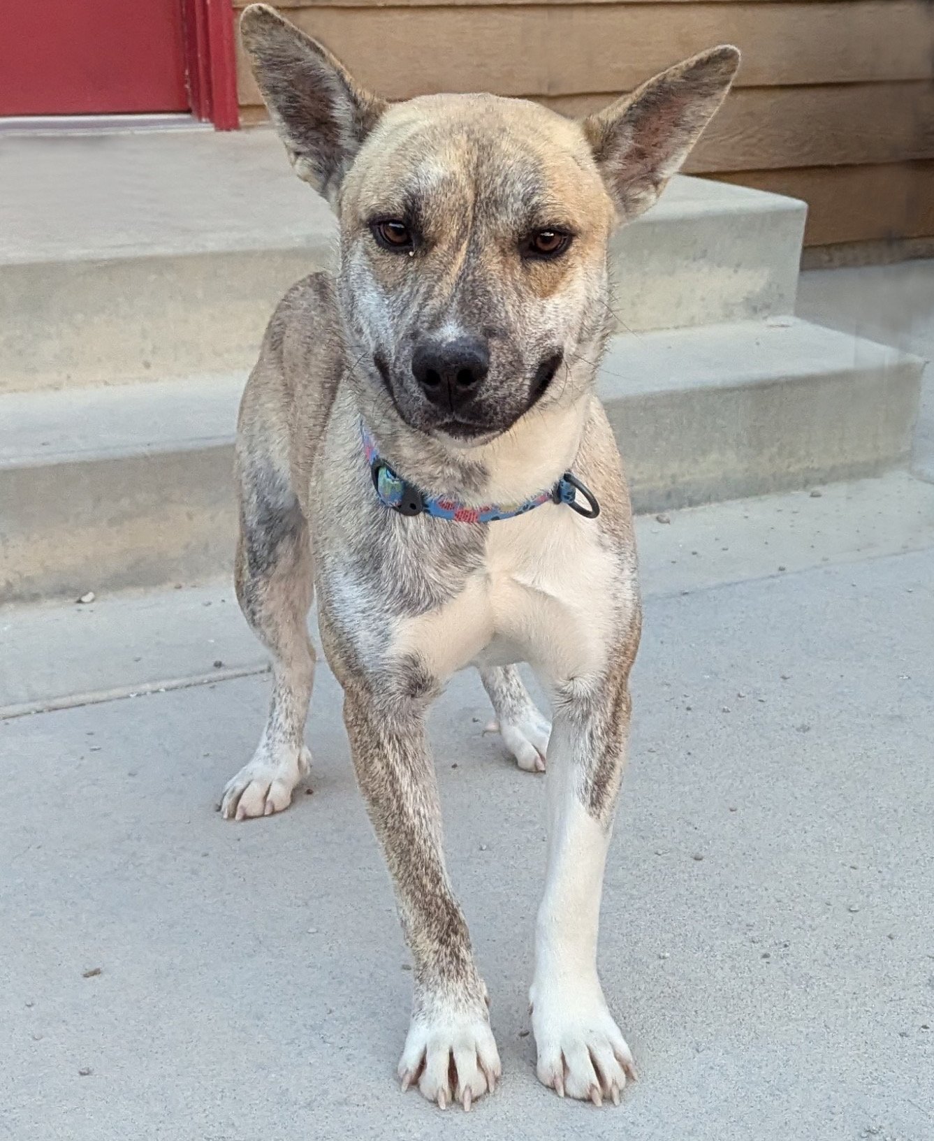 Ginger - Female - 2.5 years - Medium