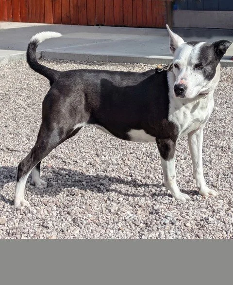 Sadie ~ Female ~ 8-10 Years ~ Medium