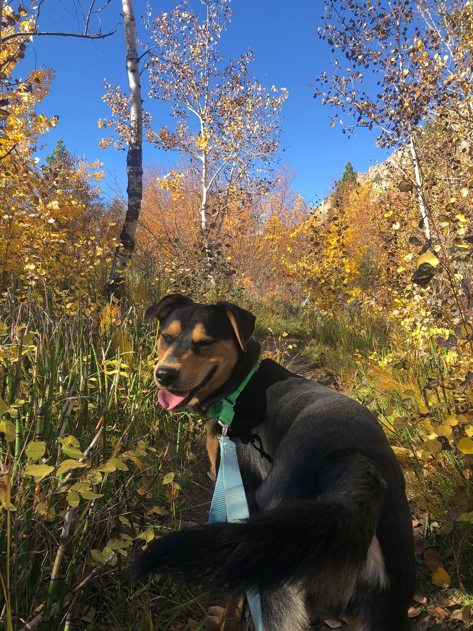 Lander Pet Connection