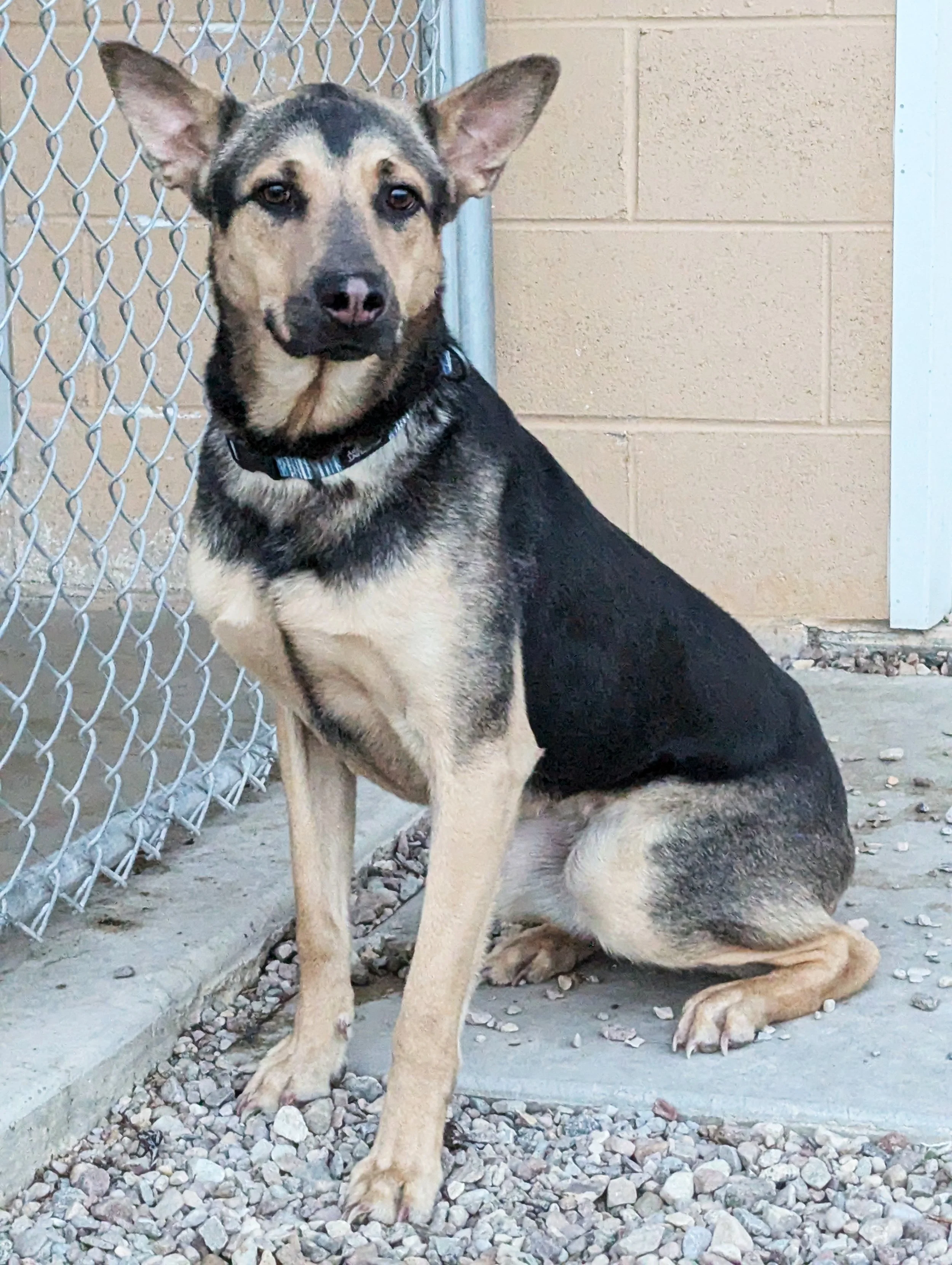 Bandit ~ Male ~ 2 years ~ Medium