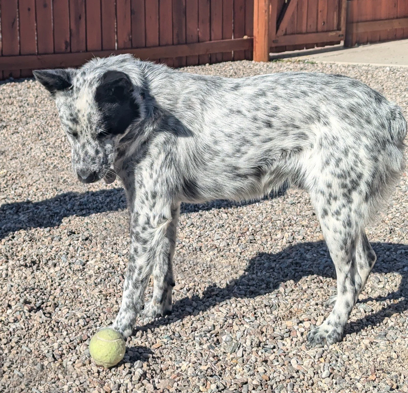 Cody ~ Male ~ Mid Size