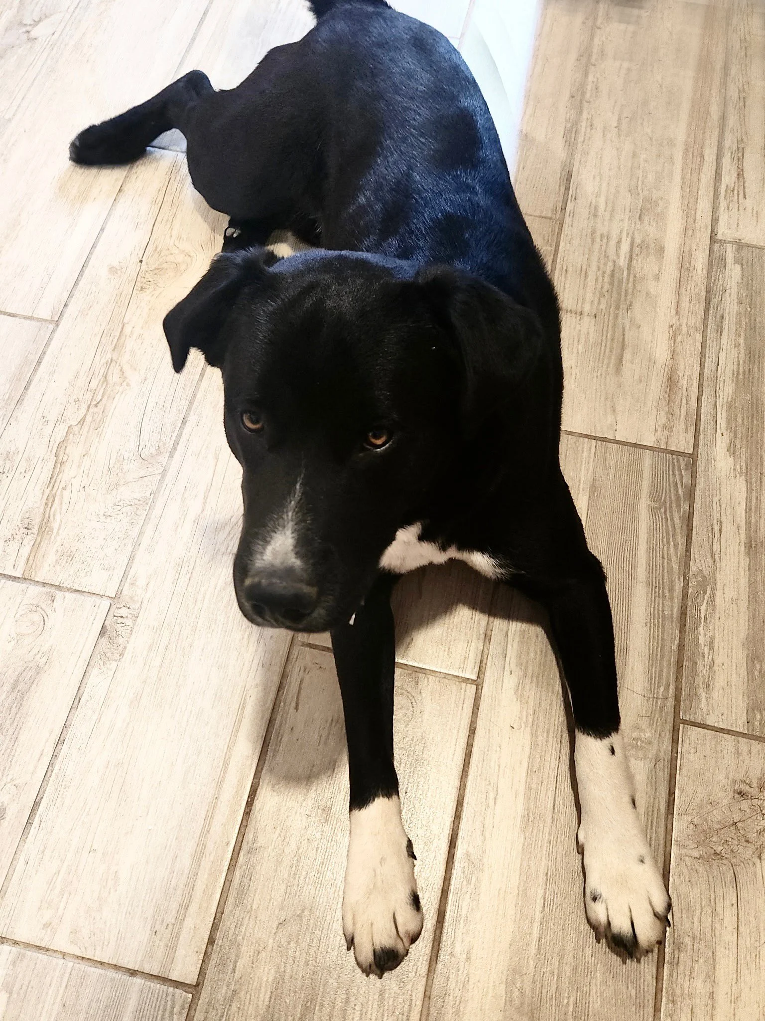 Buddy - Male - 10 mo - Large