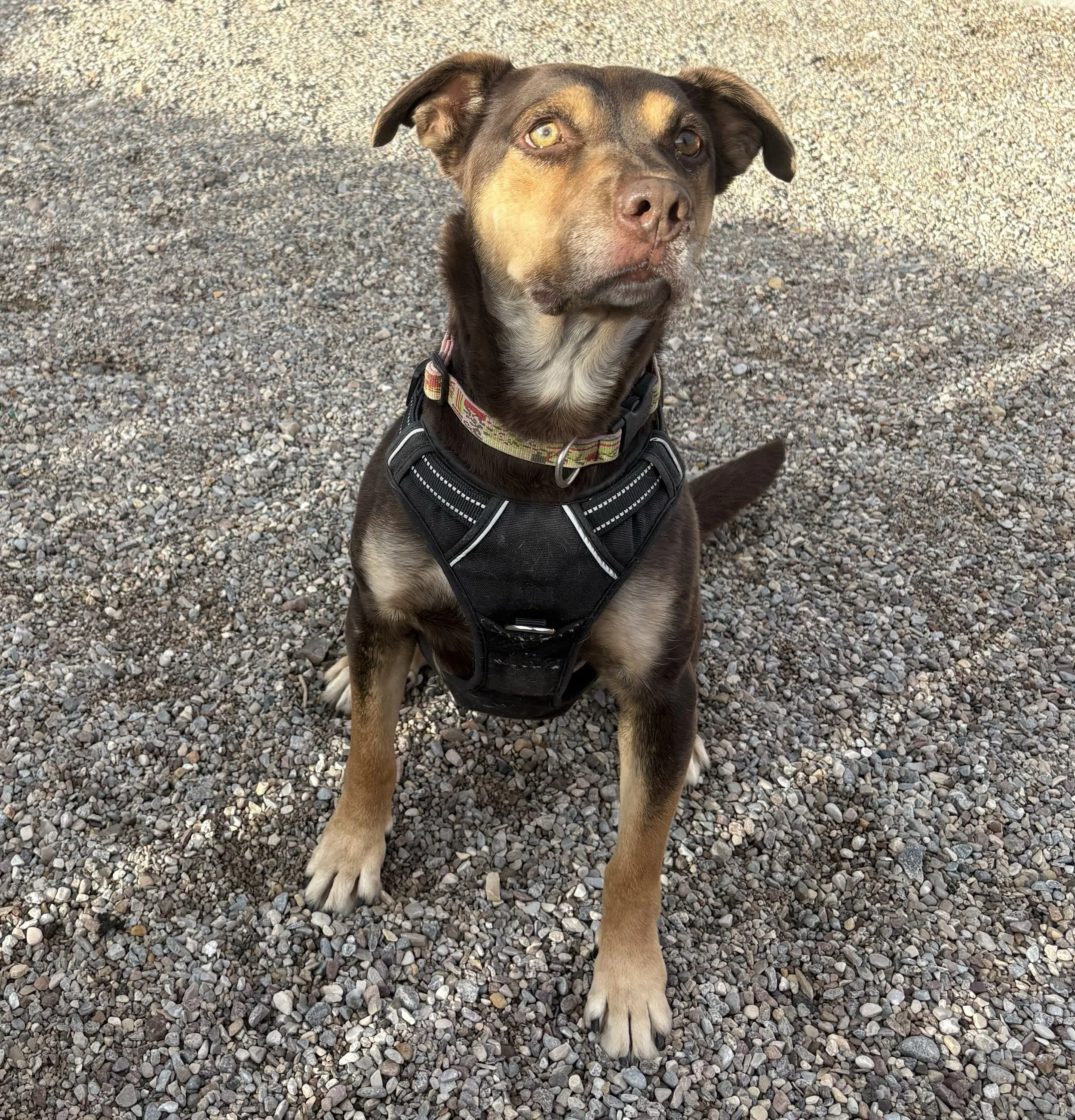 Piper ~ Female ~ 4 Years ~ Medium