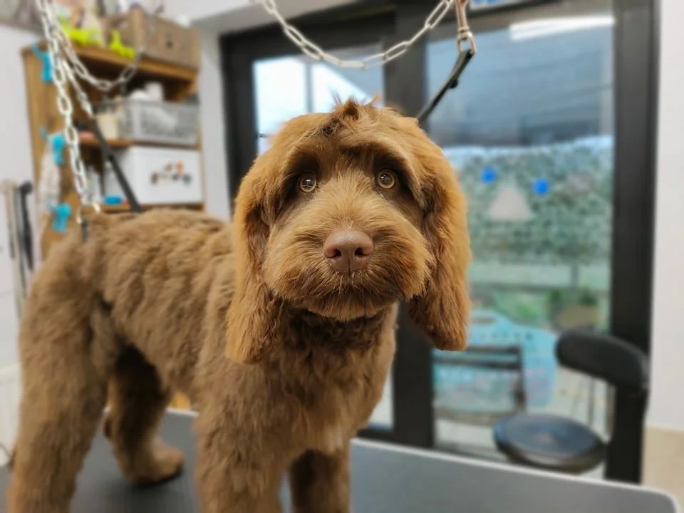 Claires Dog Grooming