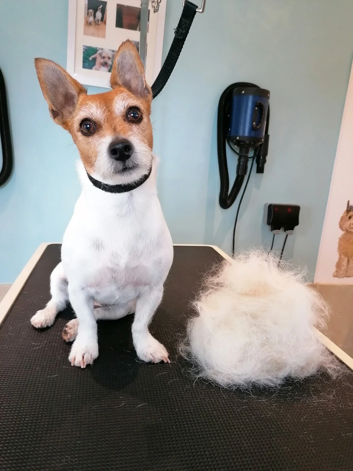 Prices — Claires Dog Grooming