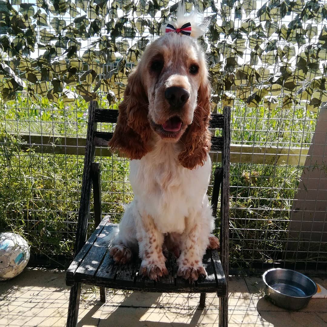 So teddys had his summer trim abd is rocking his bow #cockerspaniel #cockerspanielpup #doggrooming #clairesdoggrooming