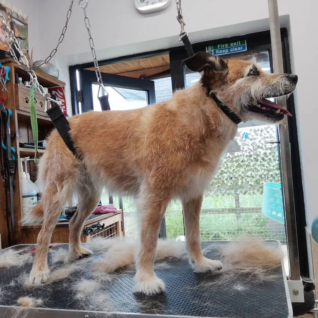 Claires Dog Grooming