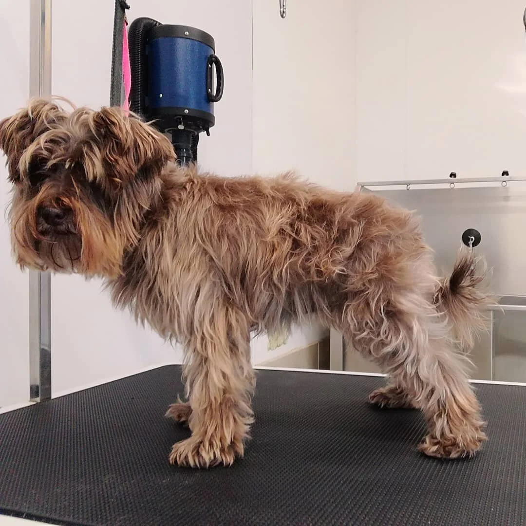 Claires Dog Grooming