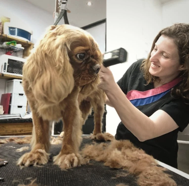 Claires Dog Grooming