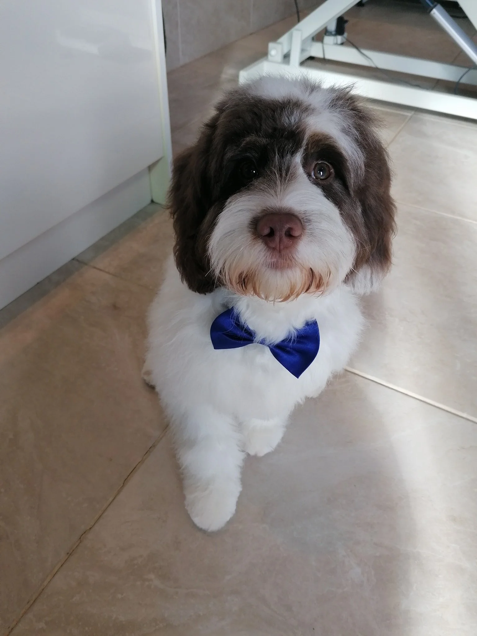 Gallery — Claires Dog Grooming