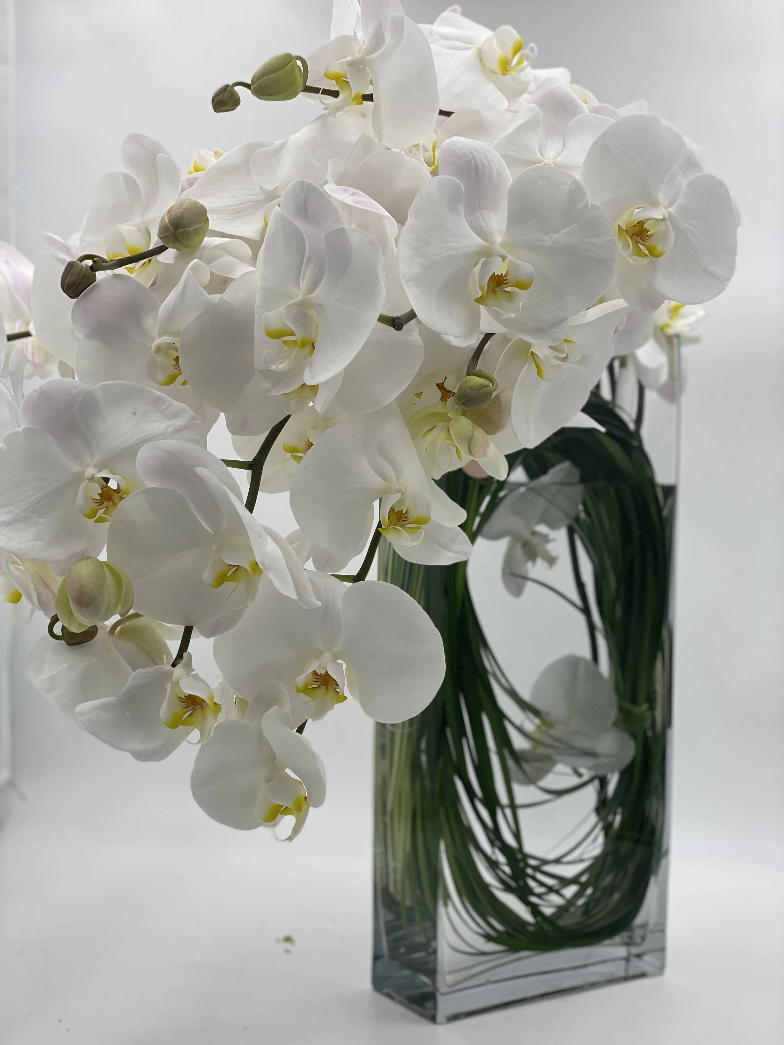 Orchids
