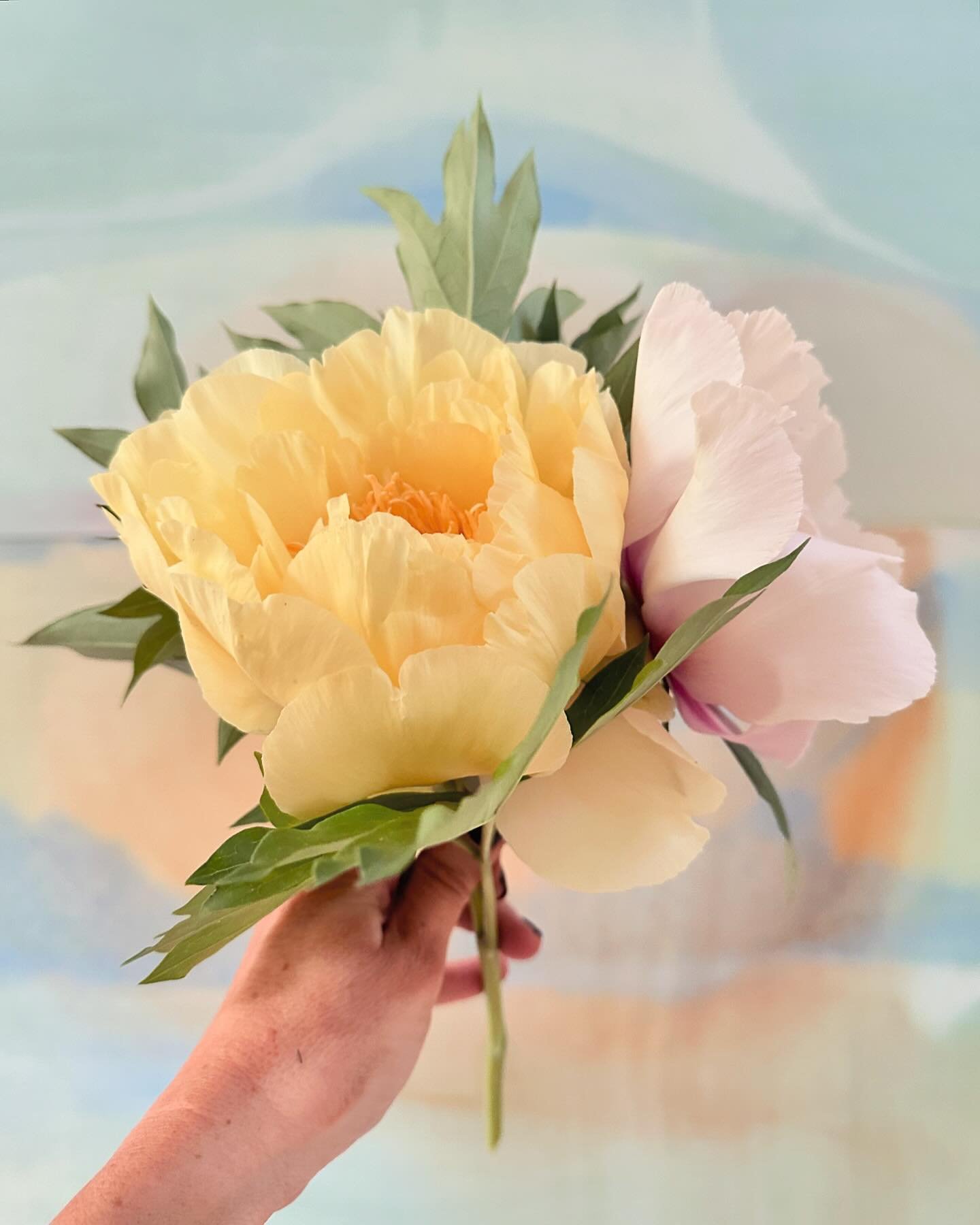 First of the season. 🌼🌸 #peonies #gardenlove #springblooms #optoutside #peony