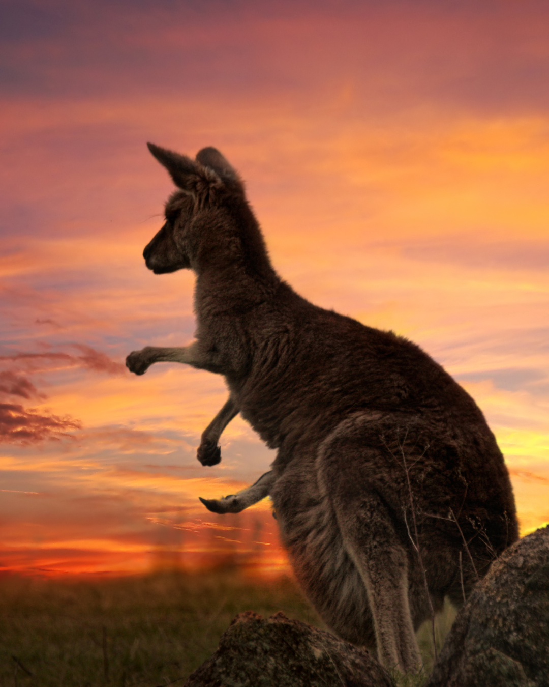 Australia Day