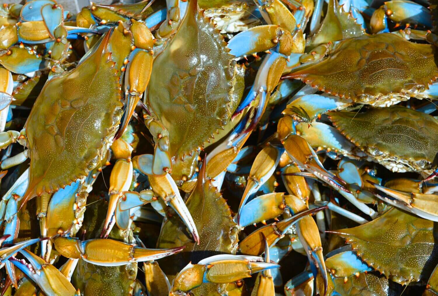 Blue Crab Bulk.jpeg