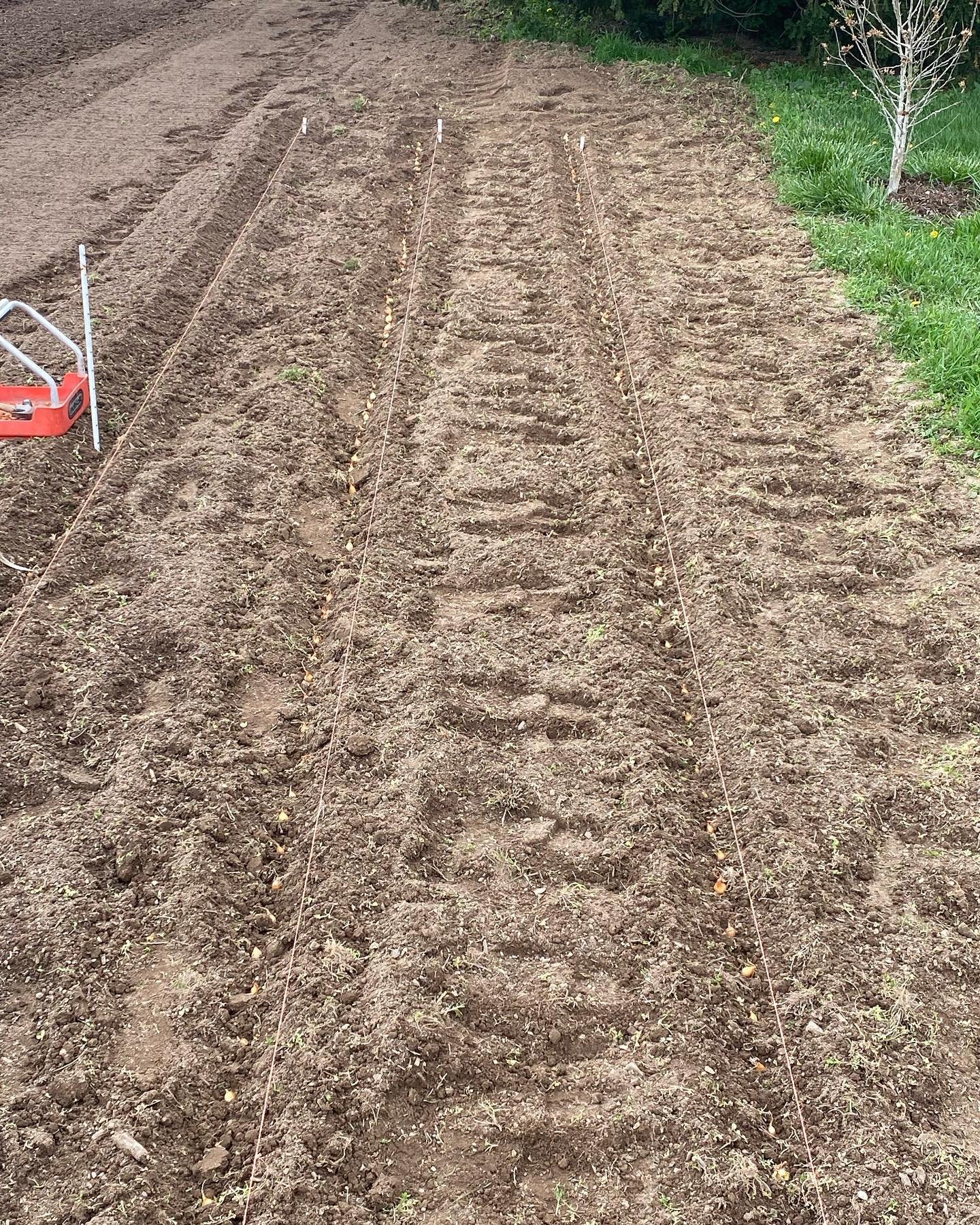 We&rsquo;ve been blessed with some wonderful weather to get the garden started! Yellow, Red, and &ldquo;Candy&rdquo; onions went in the ground yesterday, and peas today! We hope you all are enjoying the weather too!