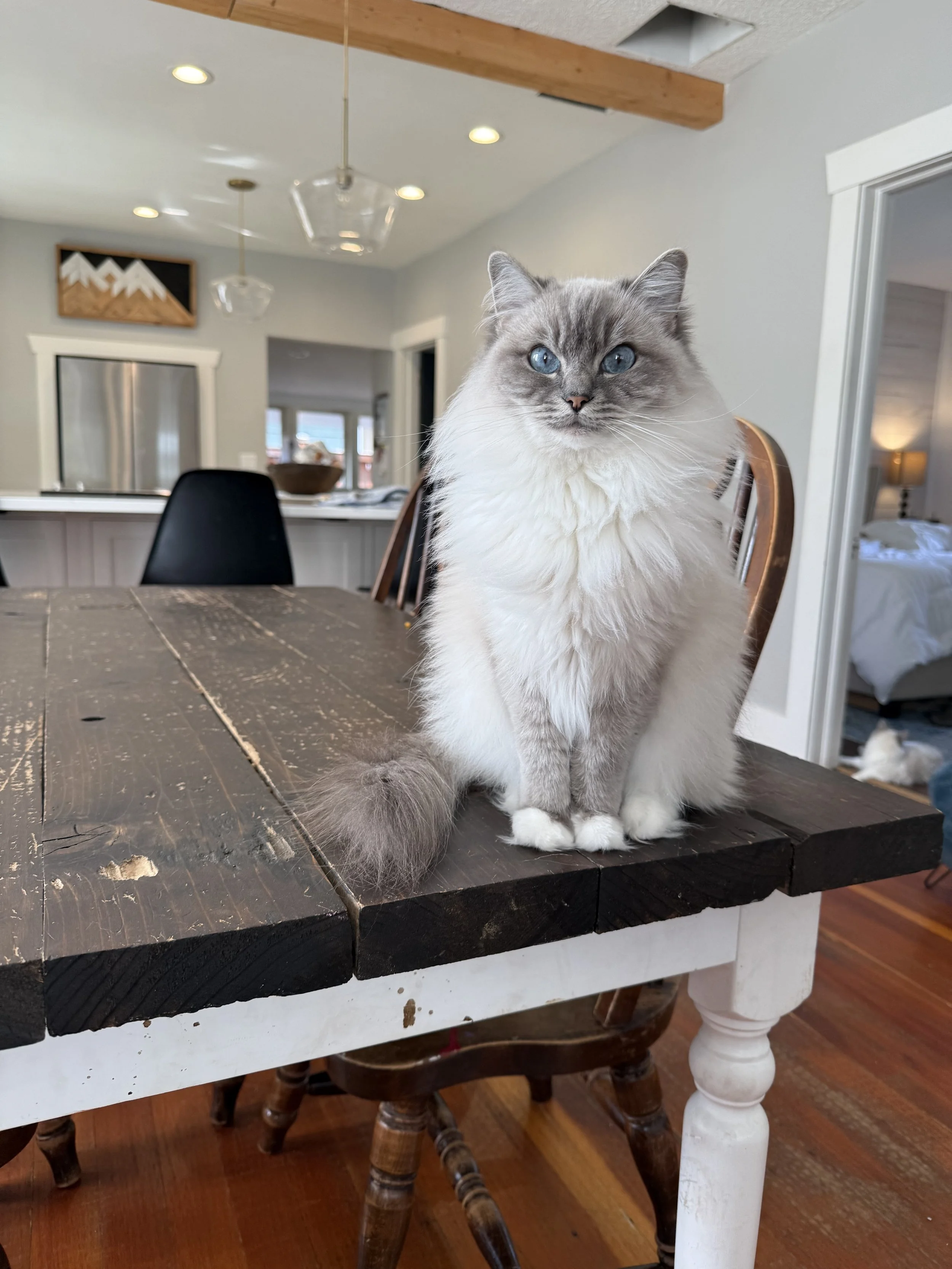 Ragdoll cat sitting on table 