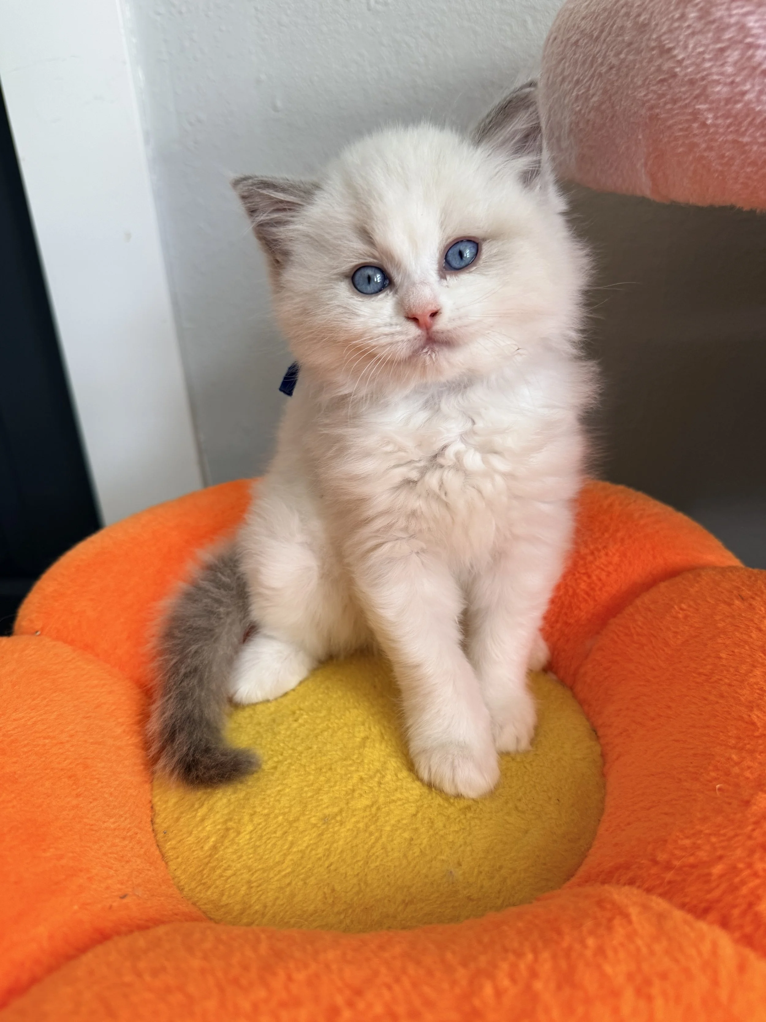 Blue Bicolor kitten posing on orange and yellow flower