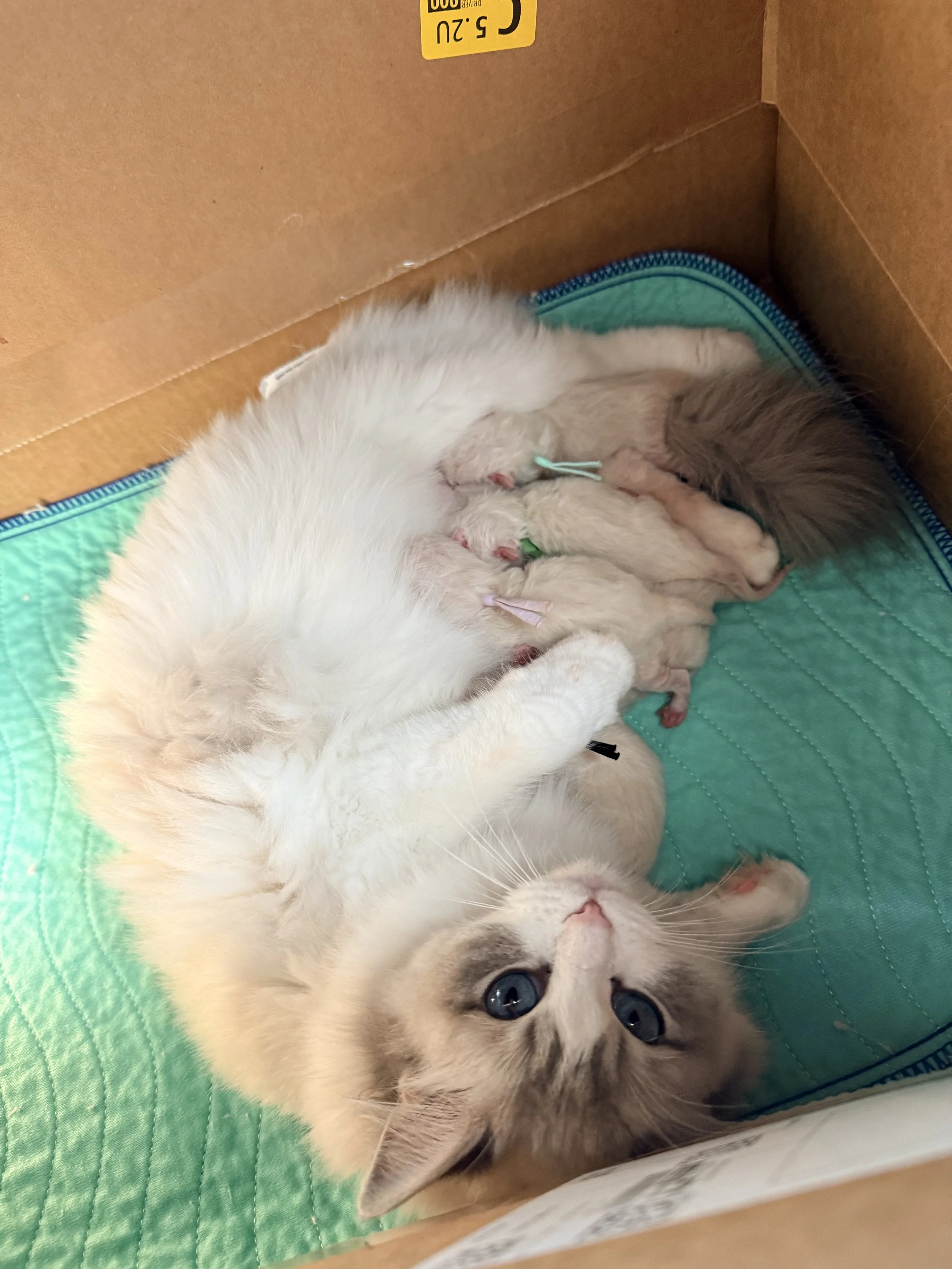 Ragdoll mom with kittens