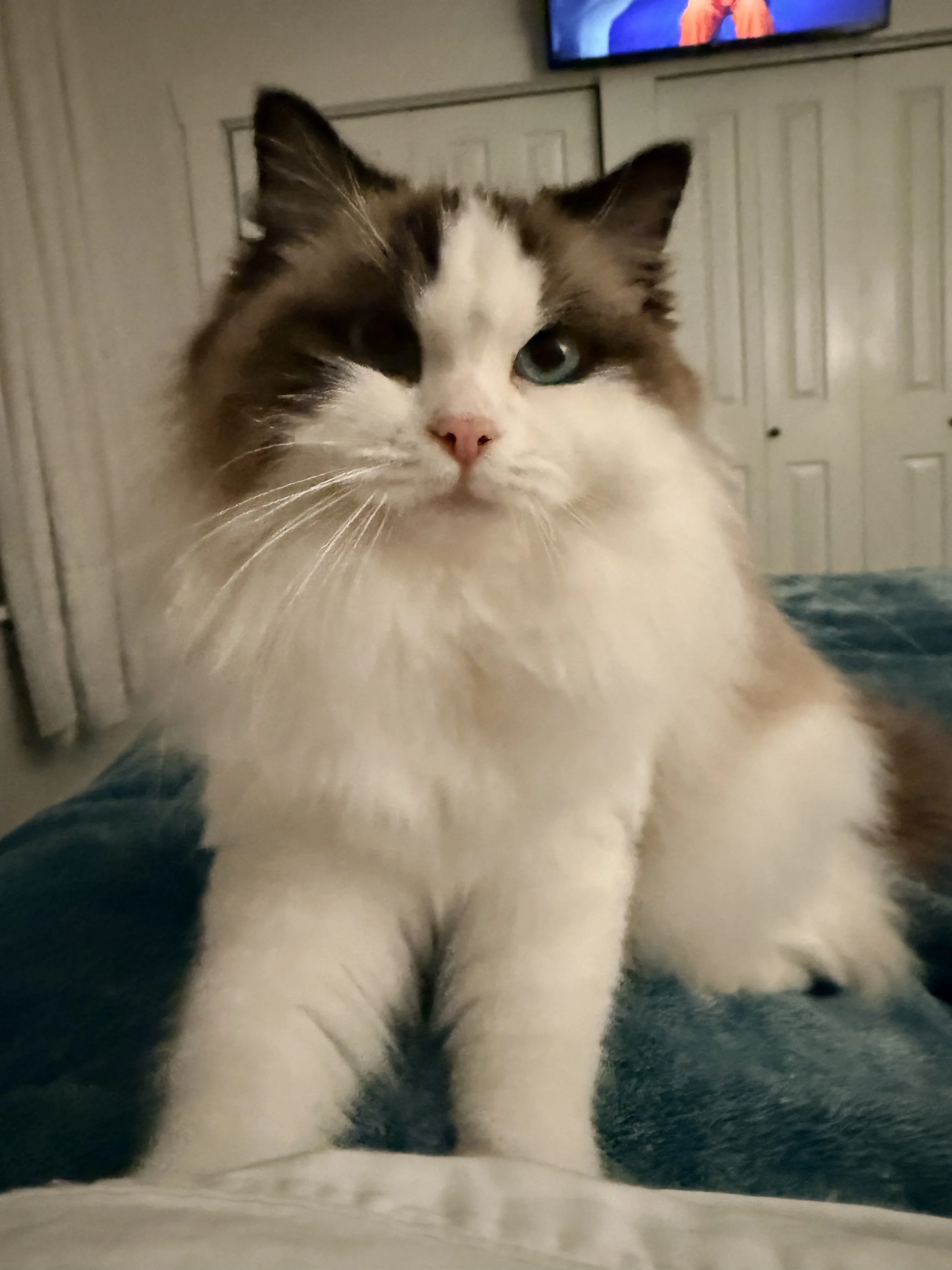 Seal Bicolor Ragdoll sitting