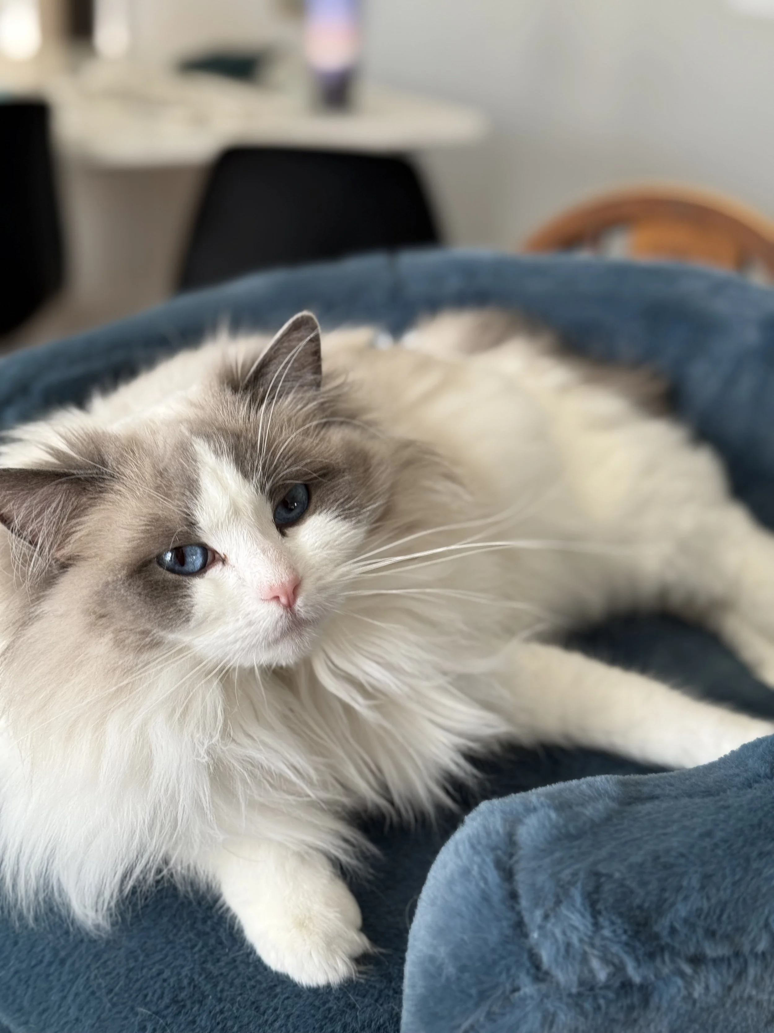 Cat laying on blue couch