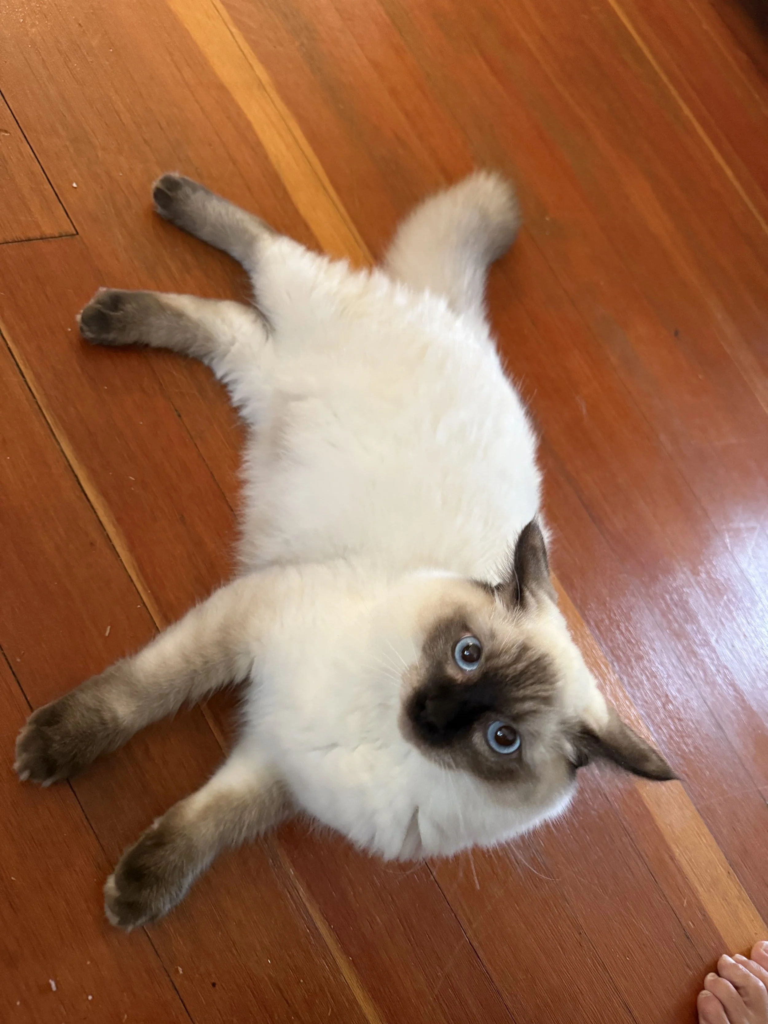 Seal Point Ragdoll laying on the floor