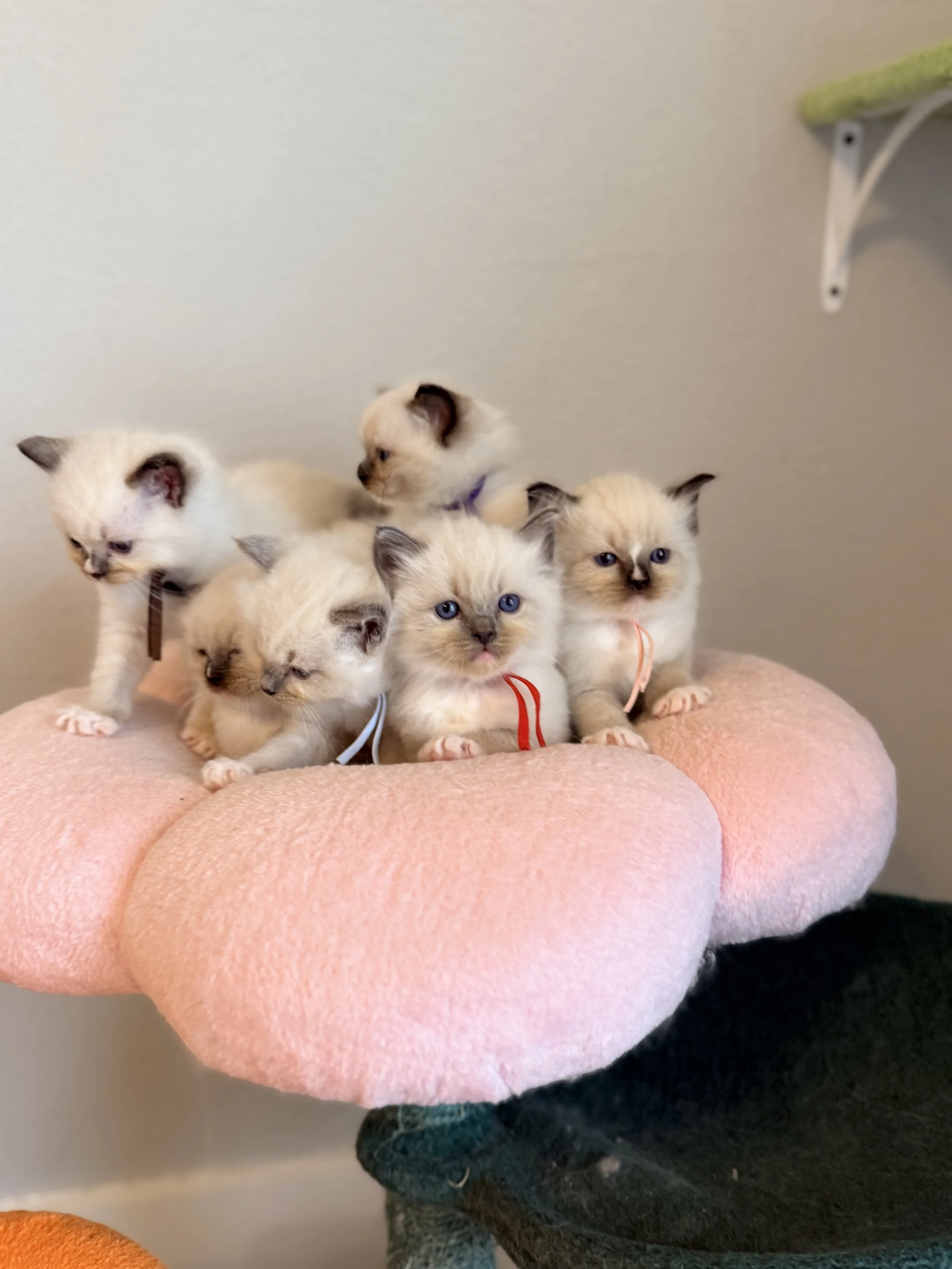 Ragdoll kittens sitting on flower