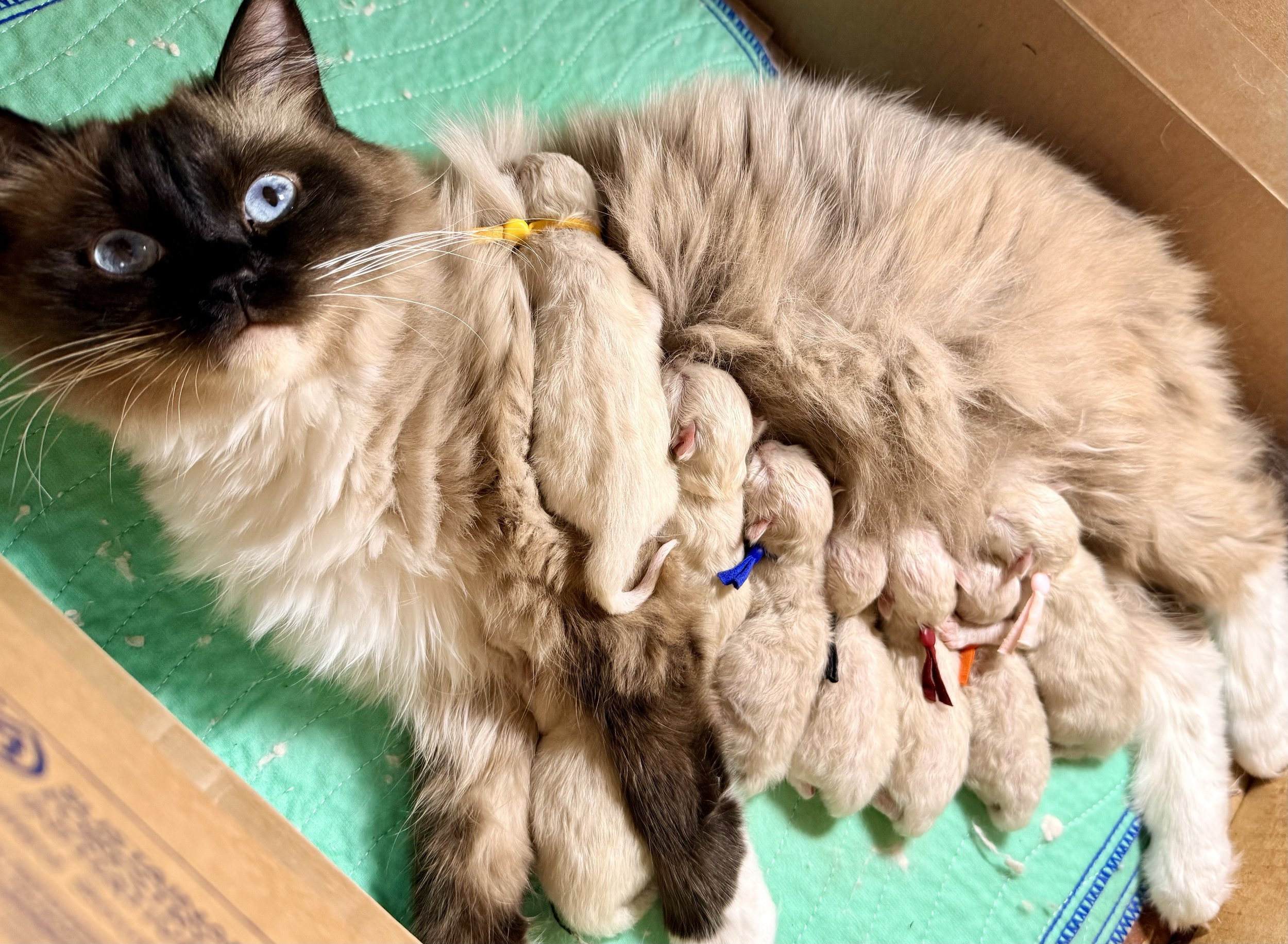 Ragdoll mom with kittens