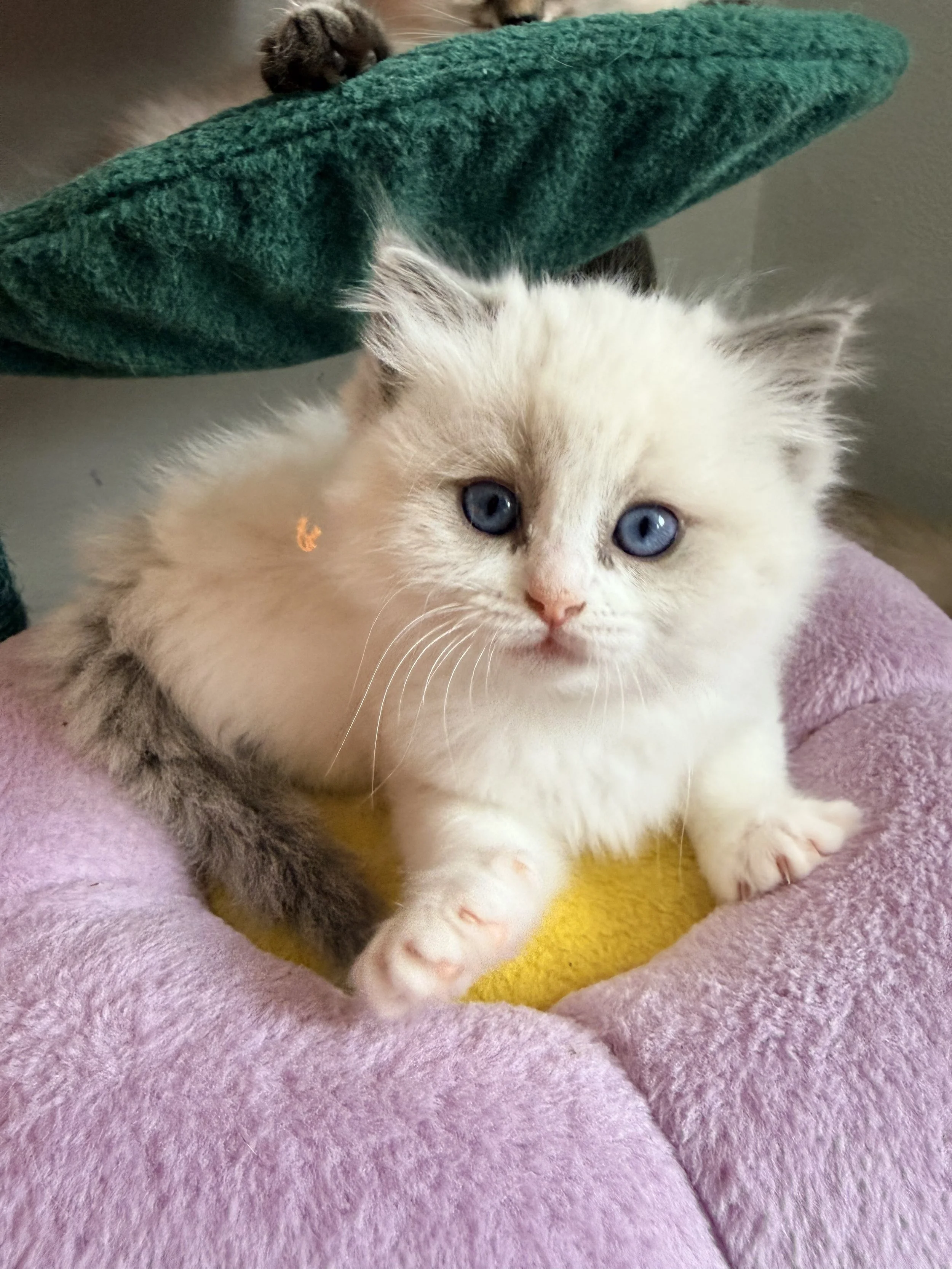 Blue bicolor kitten reaching paw out on purple flower
