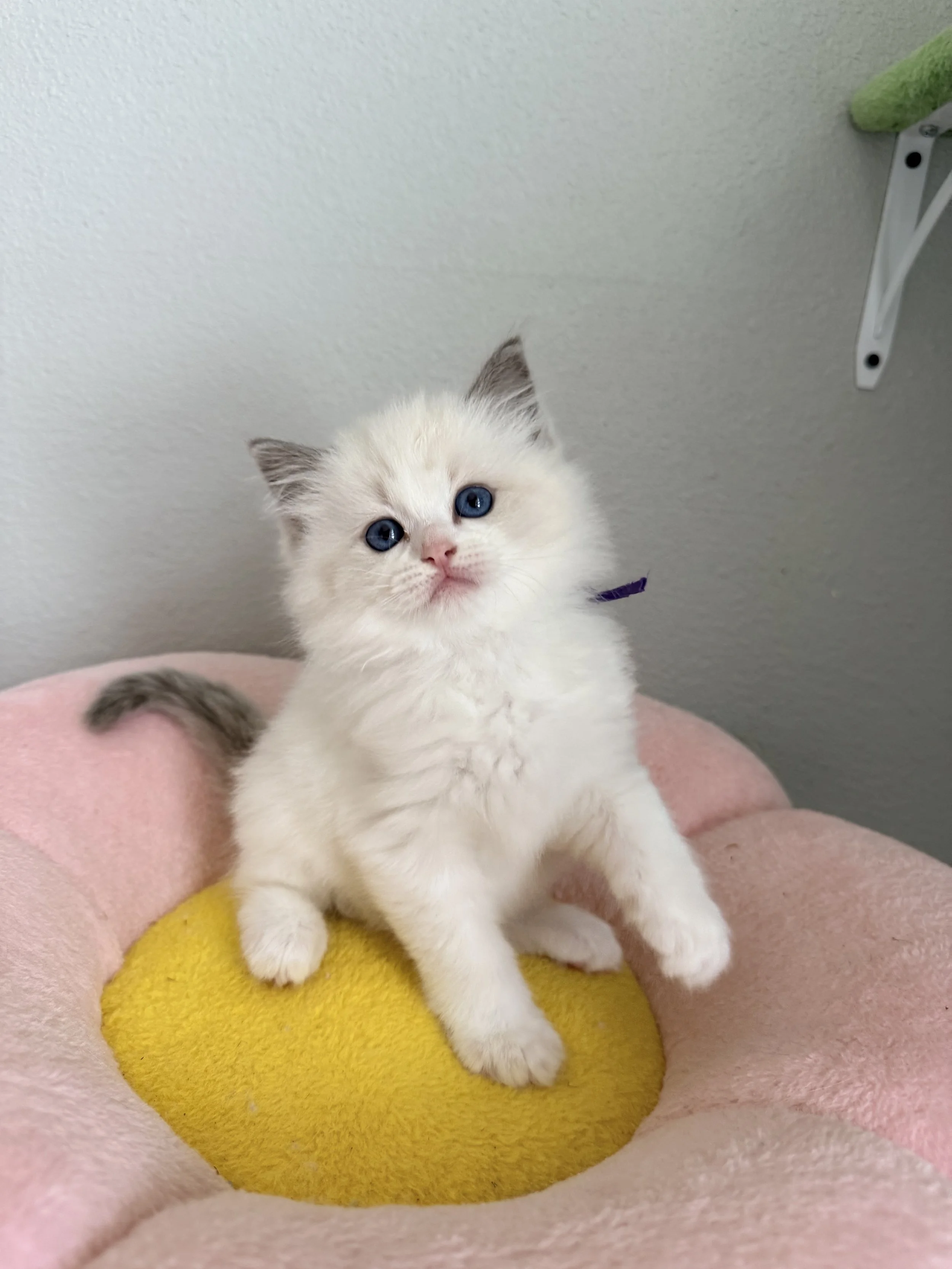 Ragdoll Kitten rearing up on flower