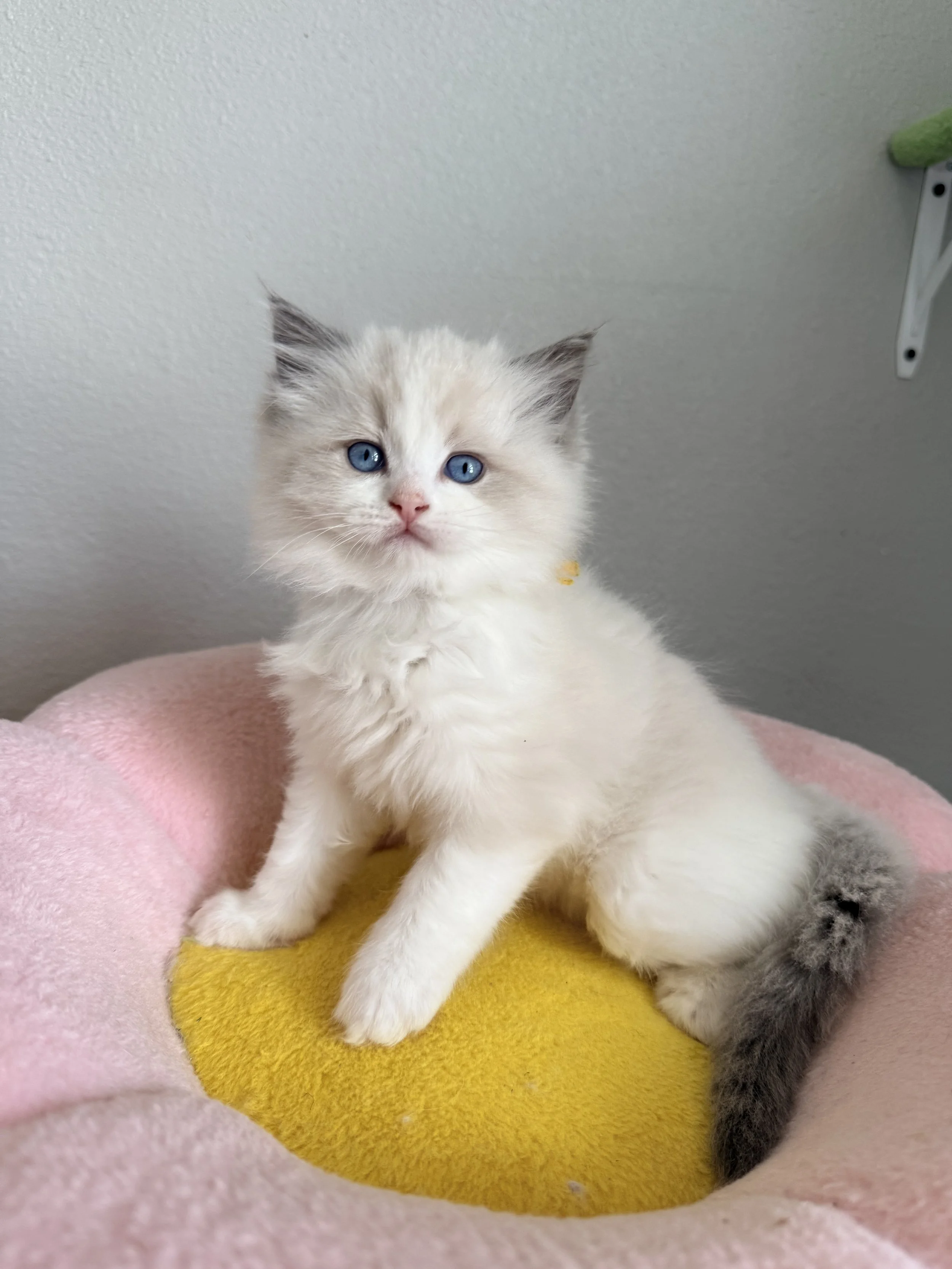 Cute kitten sitting on flowe