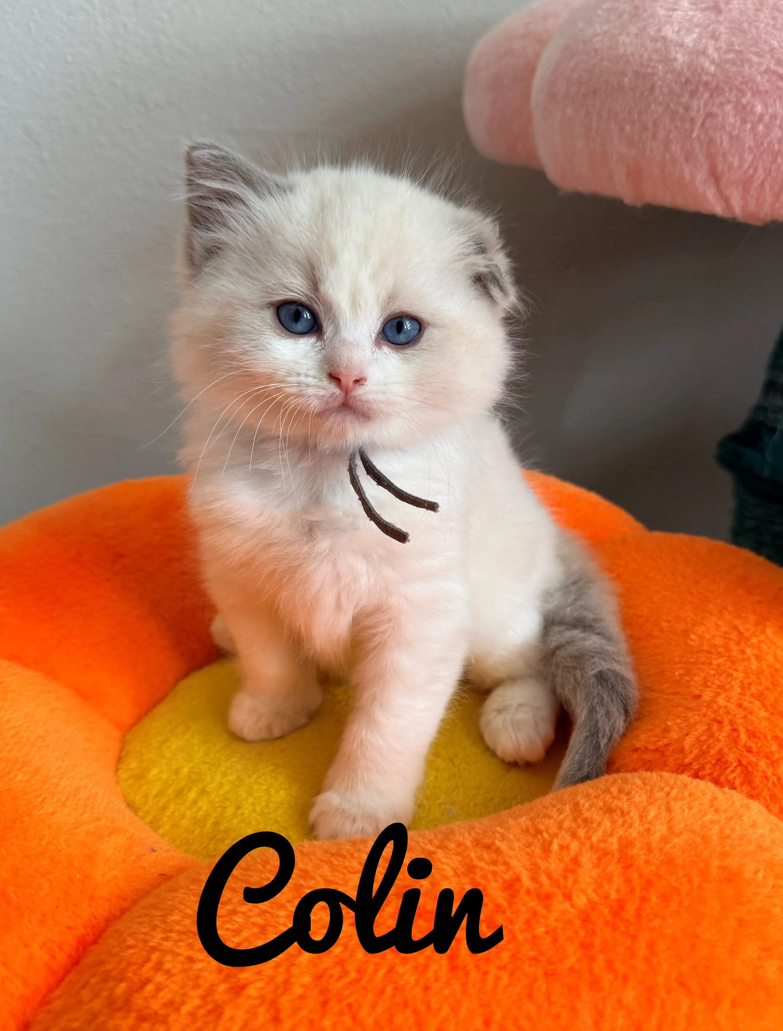 Blue Bicolor kitten with one floppy ear on orange flower