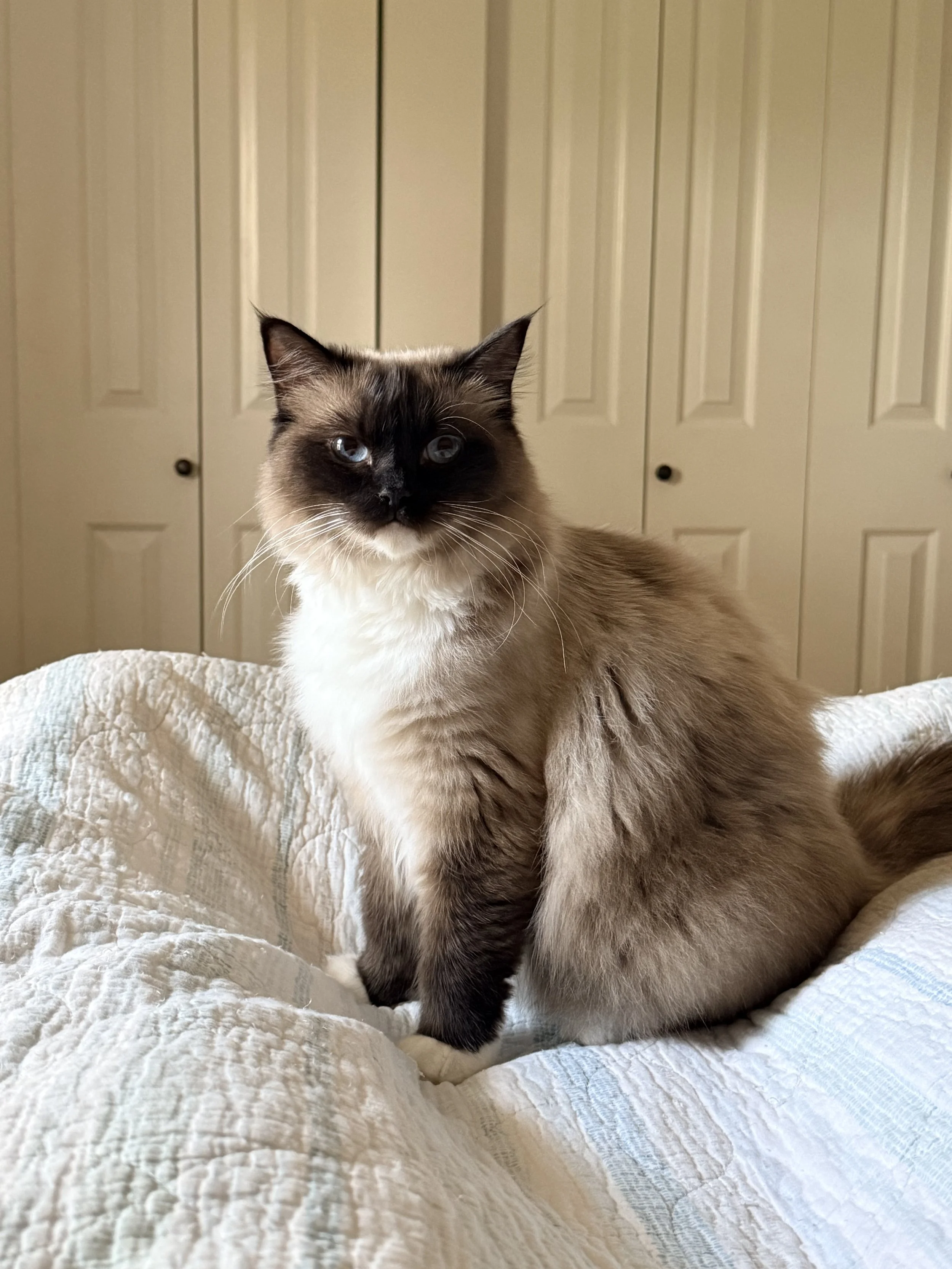 Seal Mitted ragdoll sitting on blue and white blanket