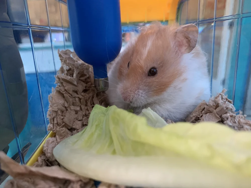 A hamster eating lettuce beside a water bottle