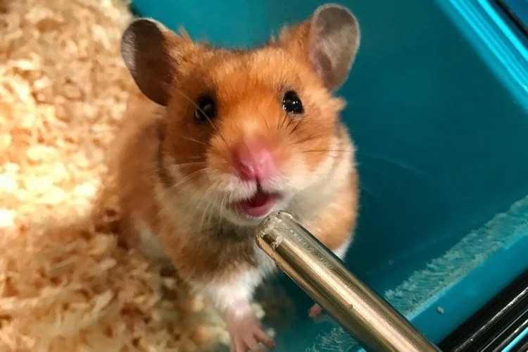 A hamster drinking from a water bottle